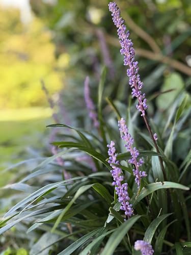pianta di liriope muscari in vaso | piante da giardino | piante perenni | MY PLANTIS