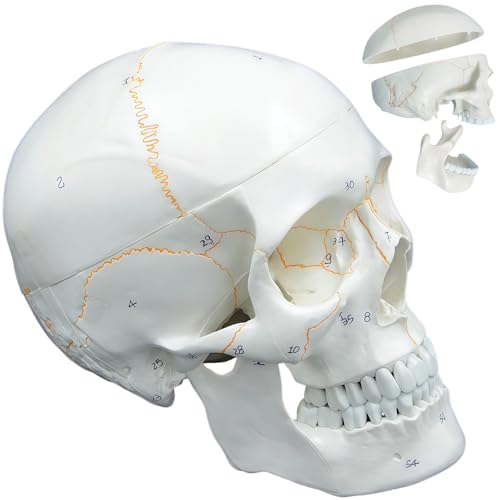Image of Numbered Human Skull Model,White Human Anatomy Exploded Skull,3 Parts and 55pcs Labeled Numbered for Student Study,Teaching Demonstration and Medical Education Display
