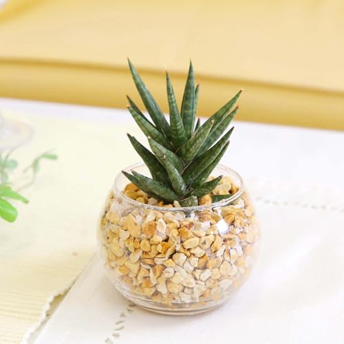 �y�u���[�~���O�X�P�[�v�z�y���g��Ȃ��ϗt�A�� �~�j�ϗt�A�� �[�I���C�g�A���E�K���X�� �ی` �P�� �b���k�͔| �n�C�h���J���`���[ ���C���{�[�N���X�^�� (�T���X�x���A �t�����V�[/ 1��)