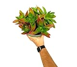 Crassula Capitella | Maceta 22 cm | Planta natural de Exterior | Tapete Rojo | Cactus y suculentas | Planta Crasa| Hojas verdes y rojas Flores blancas y rosadas