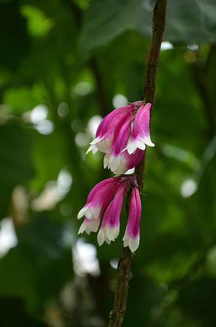 Al Falah Gardens Teccomonthe hilli Fraser Island creeper