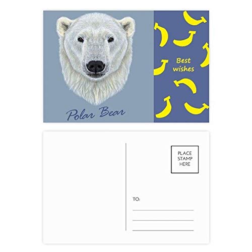 Cartes postales ours polaire blanc du Nord lot de 20 au format 5,7x3,8 pouces pour remerciements