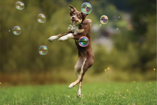 Image of Barkin' Good Bubbles, Dog Toy, 9.5 fl oz Natural Plant-Based Chicken-Scented Bubble Solution, Great for Indoor & Outdoor Play, Blue