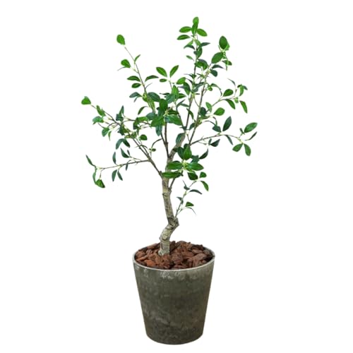 Botanical life+ フェイクグリーン 観葉植物 光触媒 日本製 消臭 抗菌 ガジュマル 100cm Dシリーズ