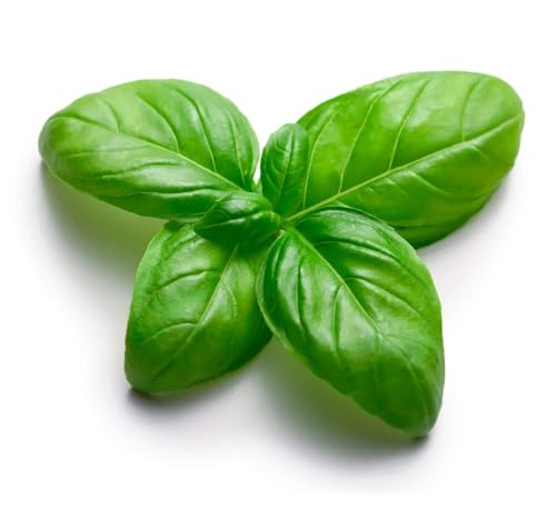 Graines en sachet hermétique, Qualité supérieure, Germination 95%, Instructions incluses, Made in Italy (BASILIC GENOVESE)