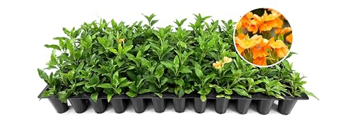 Crossandra Florida Sunset Plants | 3 Live Seedlings | Crossandra