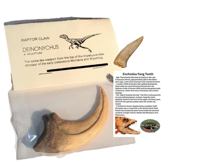Dinosaurs Rock Cast Replica Deinonychus Dinosaur Claw with Bonus Genuine Fossil Spinosaurus Tooth by