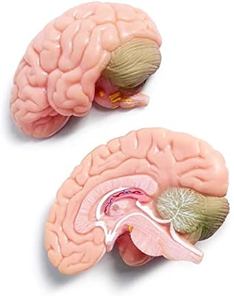Miniature Human Skull Anatomy Model W/Brain, 3 Part Half Life Size