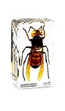 QTMY Biology Science World Collection of Real Insect Specimen Paperweight (Vespa)