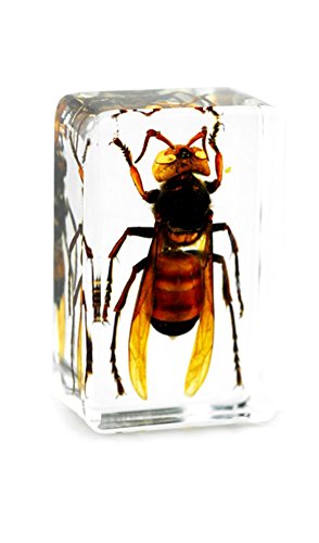 QTMY Biology Science World Collection of Real Insect Specimen Paperweight (Vespa)