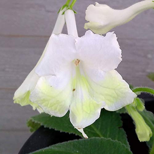 XgvgJ[pXF}hi5A[ł͔|łlG琫̉]