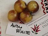 Antho White - Tomate BLANCO - 5+ semillas - Semillas - TOMATE CERDILLA AZUL P 028