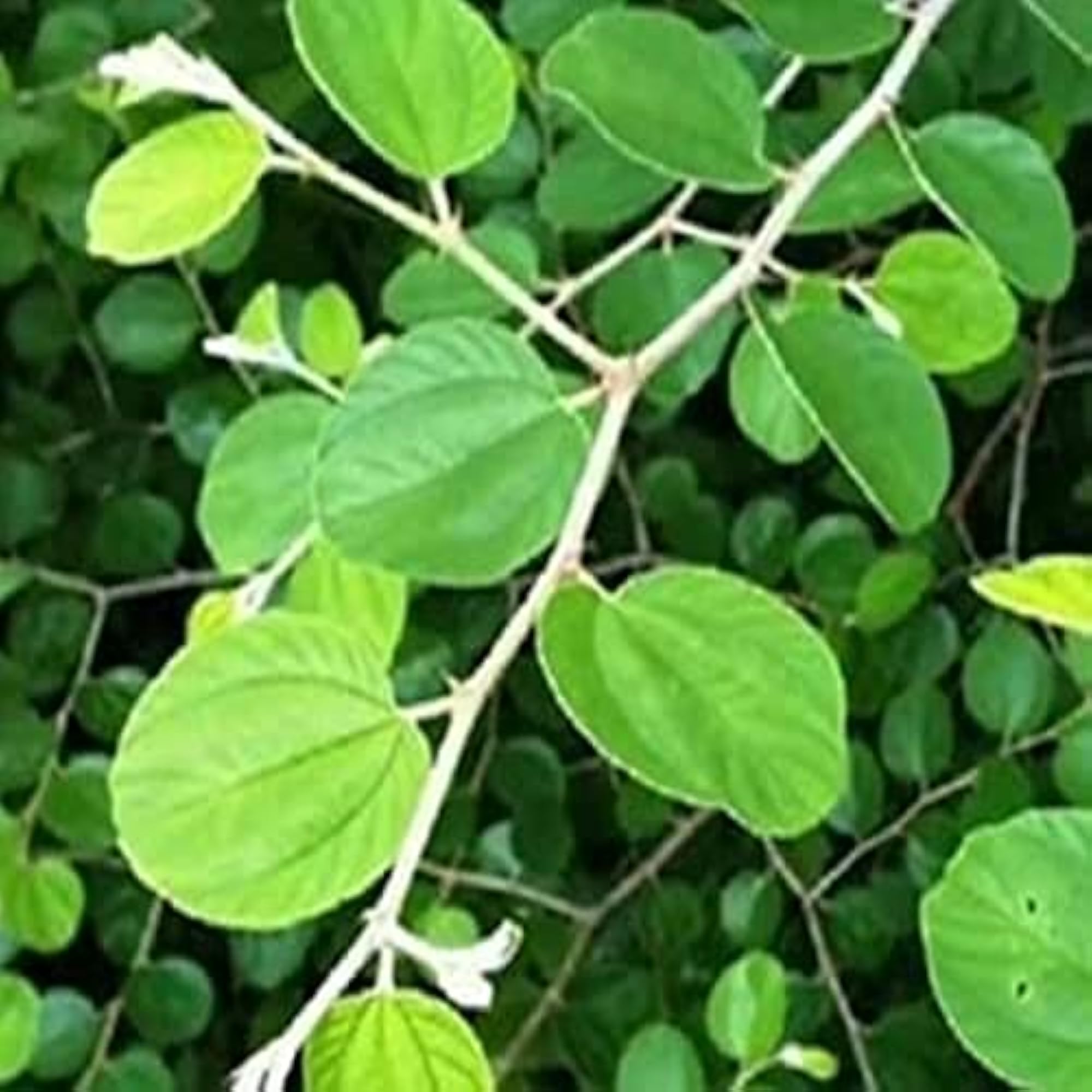 Fresh Natural Plum Leaf - 100 Count