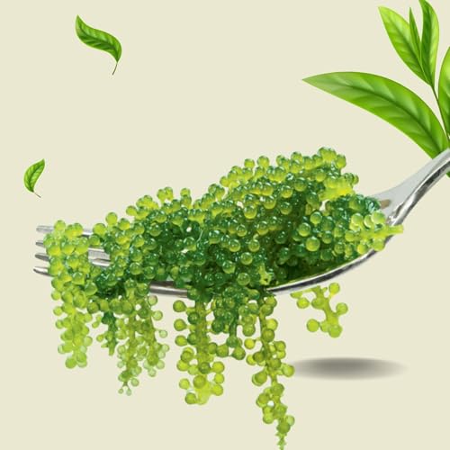 CAVUMI Sea Grapes 25gr / Meerestrauben als Algen Snack/Getrocknete Seealgen/Umibudo als knackiger Grüner Kaviar (25g_1er Pack)