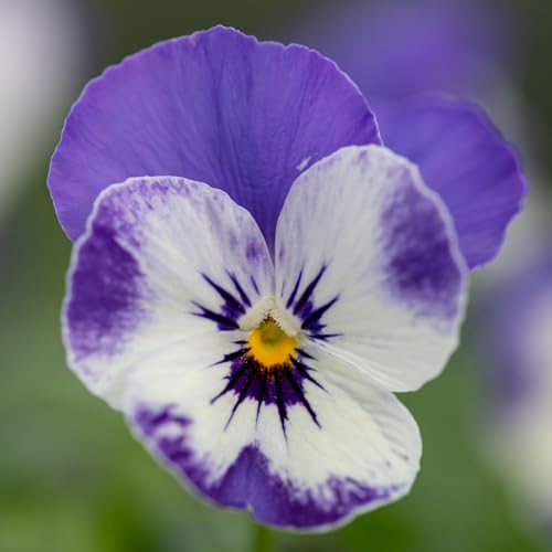 Winter Flowering Viola Delft Blue - Bedding and Basket Plants Outdoor Garden Ready - Bi-Colour Violas Ready to Plant - Flowers to Plant in Autumn for a Colourful Winter Garden (9cm Pot, 12 Plants)