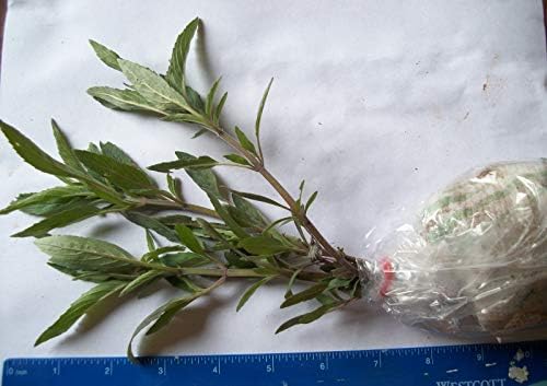 Horsemint - Monarda punctata - Live Root Ball (Organically Grown)