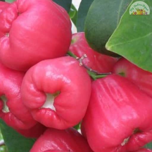 See full amazon price history chart for GLOBALPLANTS RED WATER APPLE THAI VERAITY LIVE PLANTS GLOBALPLANTS RED WATER APPLE THAI VERAITY LIVE PLANTS (B0B1Y2X2GH) Amazon Price History, Amazon Price Tracker