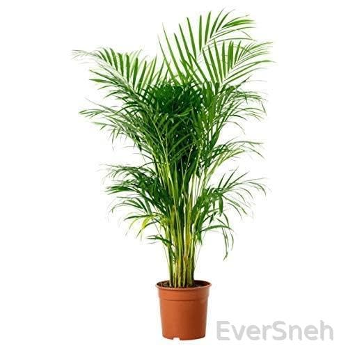See full amazon price history chart for EverSneh Real Live areca palm tree live plant best indoor air purifying plant With Pot EverSneh Real Live areca palm tree live plant best indoor air purifying plant With Pot (B0BLHQNWT3) Amazon Price History, Amazon Price Tracker