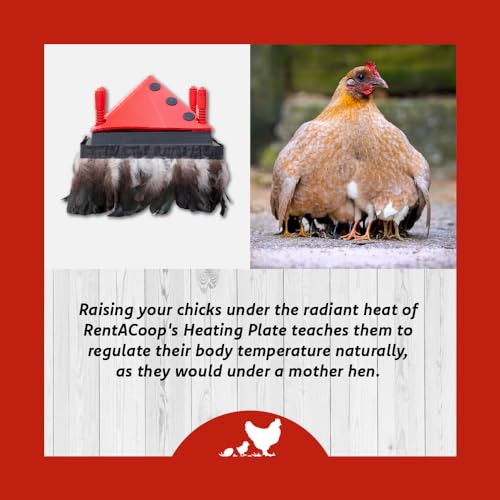 RentACoop (10\" x 10\") Comfort Feathers for (10\" x 10\") Chick Brooder Heating Plate - Thumbnail 5