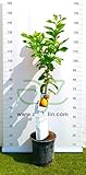 AzJardin- LIMONERO EUREKA- 4 ESTACIONES- Maceta de 25cm- Planta viva. Limones todo el año