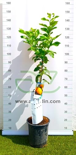 AzJardin- LIMONERO EUREKA- 4 ESTACIONES- Maceta de 25cm- Planta viva. Limones todo el año