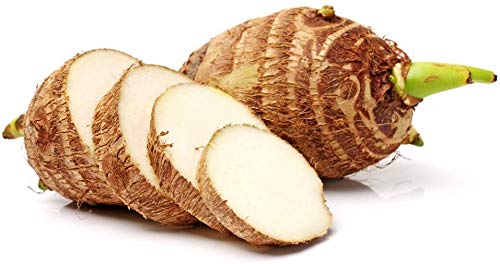 3 LIVE Colocasia Esculenta Elephant Ear Taro Gabi Kalo Eddo Bulbs FAST GROWING