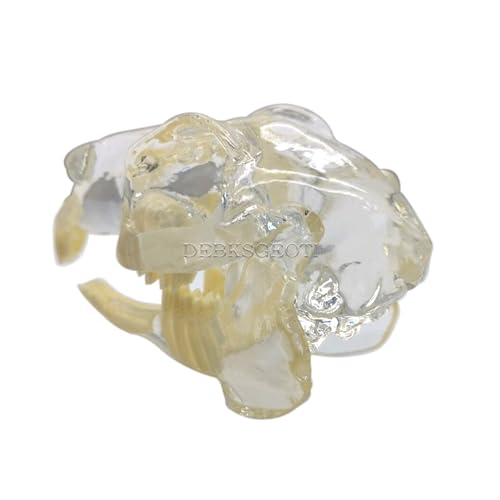 Image of Dental Rabbit Typodont Teeth Model Skull Oral Clear Pet Clinic Anatomical Tooth Jaw for Canine Veterinary Office Education Decoration Demonstrate (Rabbit Teeth Model)
