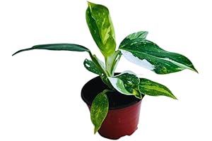 White Wizard Philodendron: Envy of the Plant Kingdom