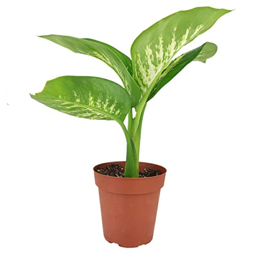 Dieffenbachia Tropic Snow - Tropic Snow Dumb Cane (4" Grower