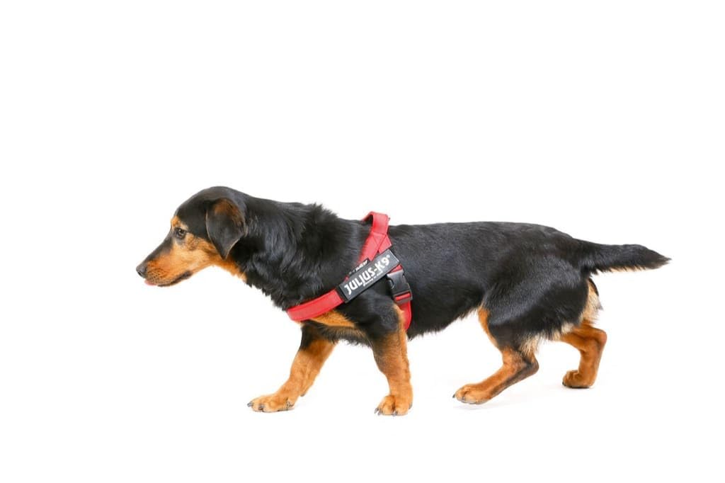 Geschirre, Halsbänder & Leinen für Hunde