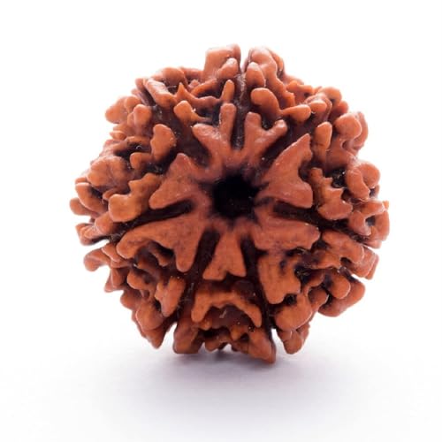 Rudraksha original népalais authentique de couleur marron - 2