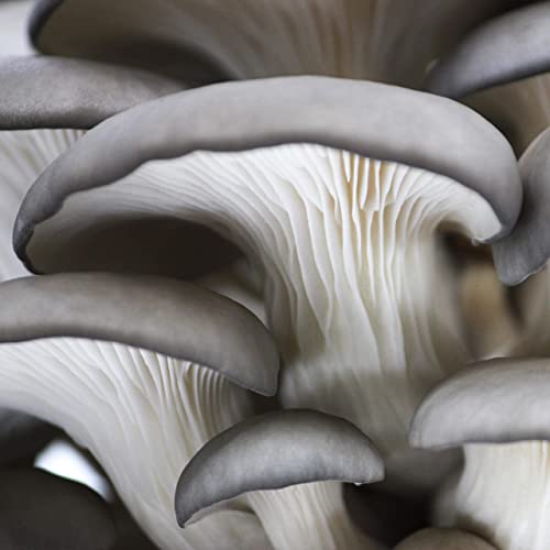 North-Spore-Organic-Blue-Oyster-Mushroom-Spray-Grow-Kit-4-lb-Beginner-Friendly-Easy-to-Use-USDA-Certified-Organic-Non-GMO-Handmade-in-Maine-USA