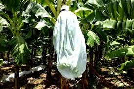 Bio Blooms Agro Banana Cover - PU, 31.5 x 40 Inches, 17 GSM Without Thread - Premium Outdoor Plant Protection - 100m