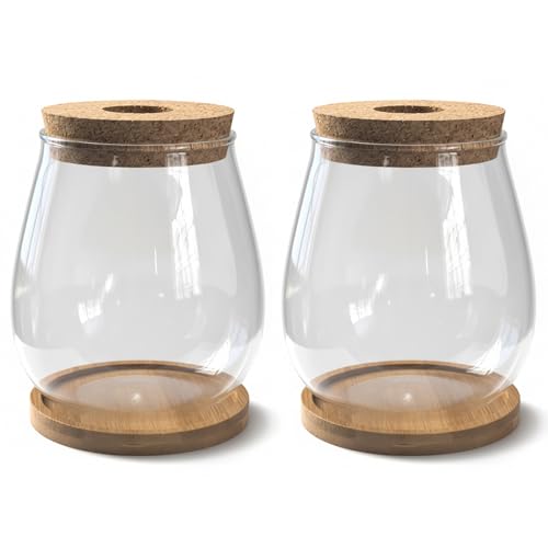Vases de propagation pour éviter les boutures ratées et décorer - 4