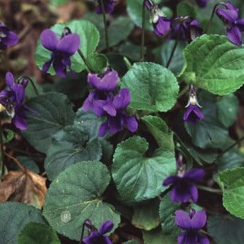 Plant World Seeds - Viola Odorata Seeds (Perennial Flower Seeds)