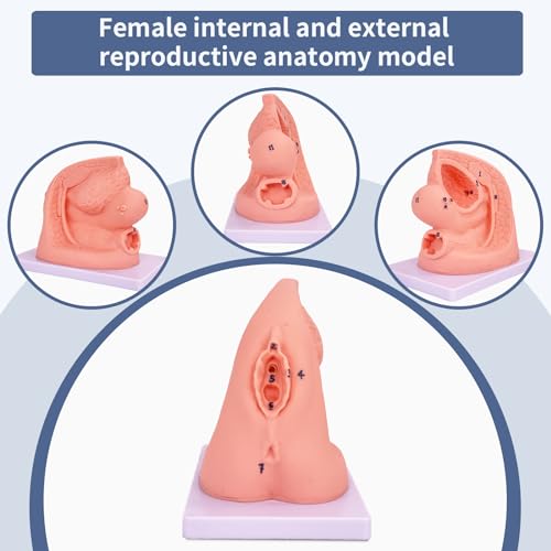 Image of 2Pcs Catheterization Model Male Female, Catheter Model Internal External Genital PVC Anatomy Model Nursing Practice for Medical Clinical Teaching and Practical Training