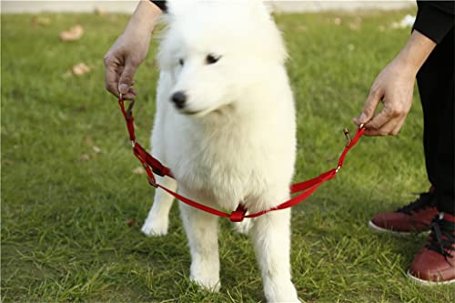 Laisse chien nylon chat moyenne taille accessoire éducation pour harnais et collier - 4