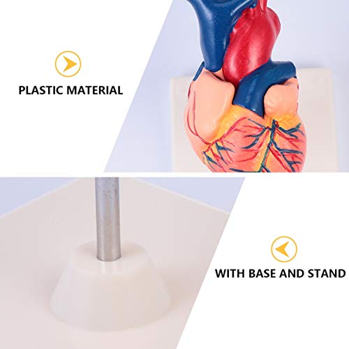 ULTECHNOVO 1: 1 Modelo AnatÃ´mico de CoraÃ§Ã£o Humano de PlÃ¡stico Preciso CoraÃ§Ã£o Estatueta de Me