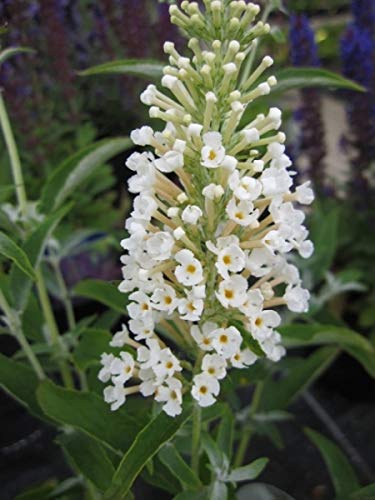 Zwerg Sommerflieder buzz Ivory - Buddleja buzz Ivory 60-100