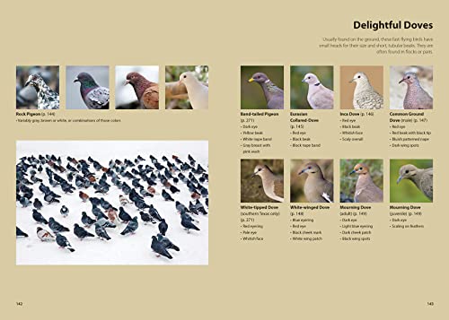 Feed the Birds: Attract and Identify 196 Common North American Birds - Image 12