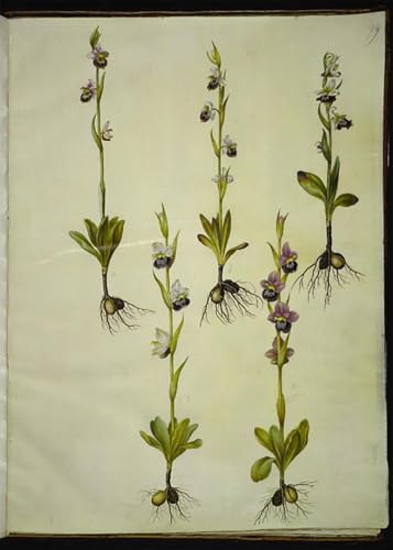 Affiche et gravure Ophrys Fuciflora de Hans Simon Holtzbecker pour peinture moderne