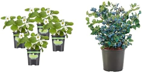 Bonnie Plants Strawberry, Live Plant, 19.3 oz. (4-…