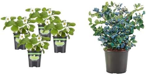 Bonnie Plants Strawberry, Live Plant, 19.3 oz. (4-Pack) & 1 Gallon Sharpblue Blueberry Plant