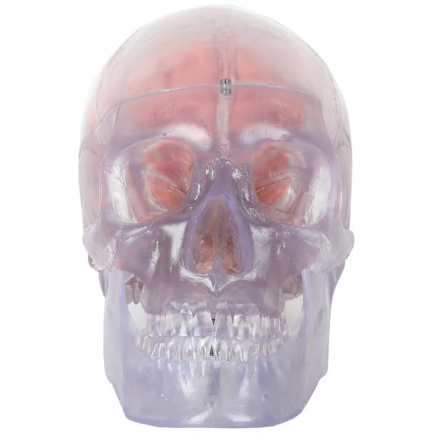 Axis Scientific 3-Part Life-Size Clear Human Skull with 8-Part Brain - Detailed Articulated Translucent Anatomy Model for Neurologists and Medical Students - Durable and Realistic