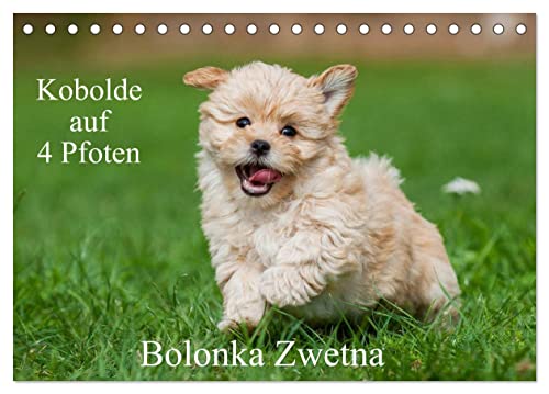 Kobolde auf 4 Pfoten - Bolonka Zwetna (Tischkalender 2026 DIN A5 quer), CALVENDO Monatskalender:...