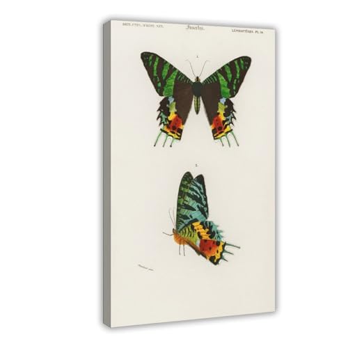 Poster rétro papillons 40x61 cm sur toile vintage pour décoration de chambre