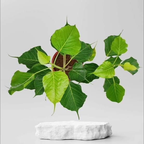 Plants Point Live Peepal/Ficus religiosa Pre Bonsai Air Purifier Plant with Bonsai Pot (B081P16FPH) Amazon Price History, Amazon Price Tracker