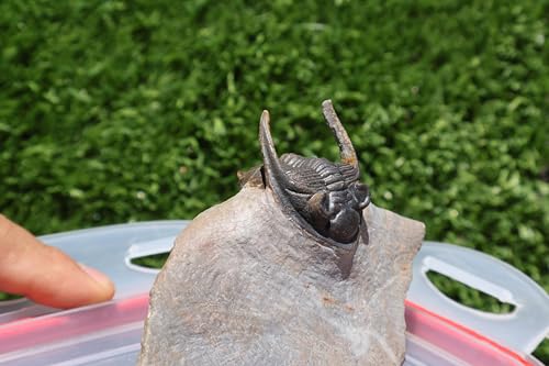 Image of Trilobite Nice Zlichovaspis Trilobite Fossil Trilobites Rock Trilobite Fossils from Morocco Devonian Fossil A255