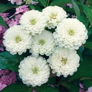 Zinnia ELEGANS Polar Bear 120 Seeds