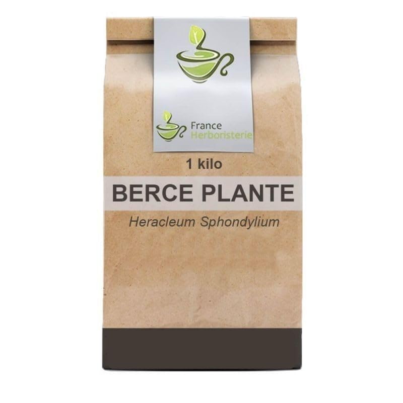 Kräutertee Riesenbärenklau Pflanze 1 KILO Heracleum sphondylium